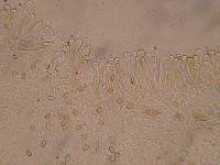 Flammulaster muricatus image