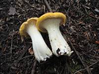 Cantharellus phasmatis image