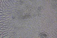 Cymatoderma caperatum image