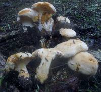 Hydnum repandum var. albidum image