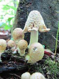 Coprinopsis variegata image