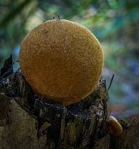 Gymnopilus allantopus image