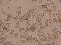 Inocybe subcarpta image