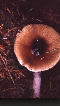 Cortinarius vanduzerensis image