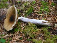 Cortinarius vanduzerensis image
