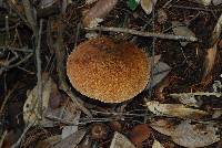 Suillus lakei image