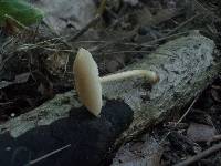 Pluteus semibulbosus image