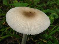 Amanita sect. Vaginatae image