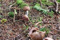 Cortinarius evernius image