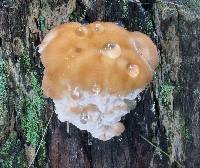 Niveoporofomes spraguei image