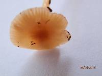 Hygrocybe laeta var. laeta image