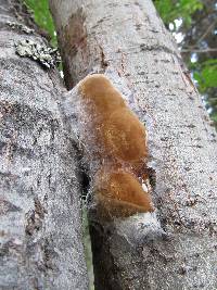Phellinus igniarius image