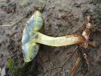 Boletus chrysenteron image