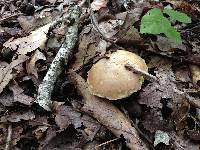 Boletus pallidus image
