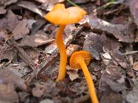 Cantharellus minor image