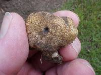 Scleroderma areolatum image