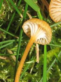 Rickenella fibula image