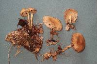 Gymnopus peronatus image