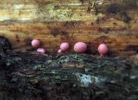 Lycogala epidendrum image