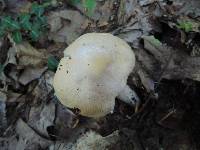 Cortinarius caperatus image