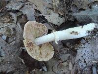 Cortinarius caperatus image