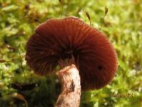 Cortinarius flexipes image