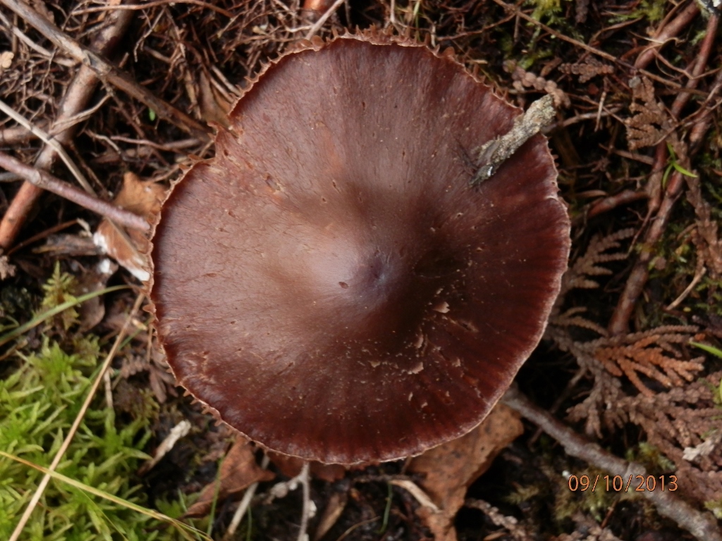 Cortinarius brunneus image