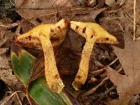 Suillus grevillei image