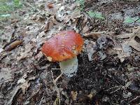 Boletus chippewaensis image