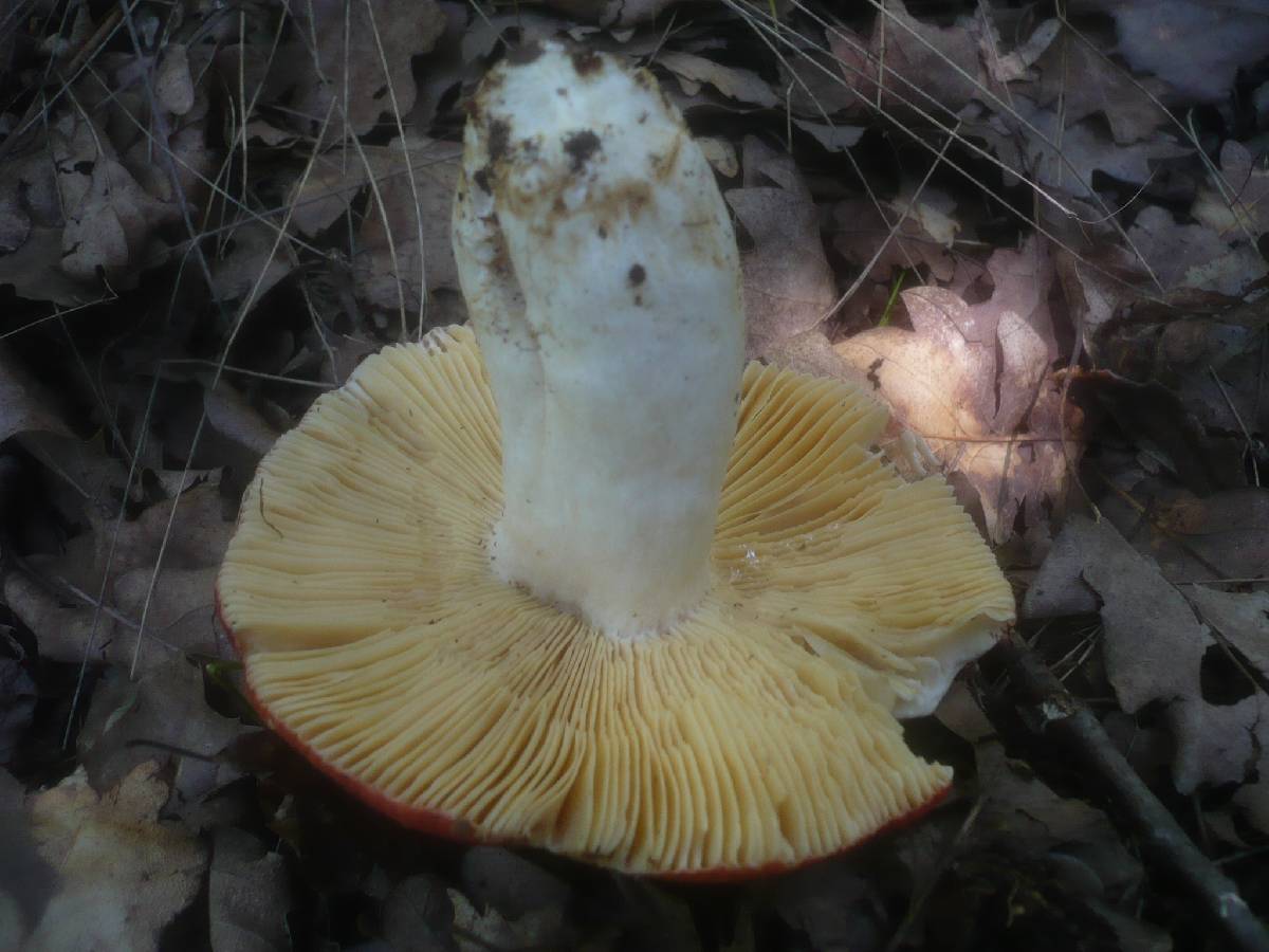Russula romellii image