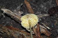 Mycena crocea image