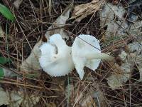 Cystoderma amianthinum image