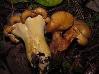 Cantharellus formosus image