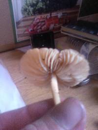 Marasmius oreades image