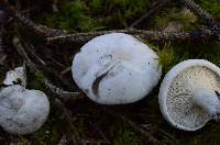 Clitopilus prunulus image