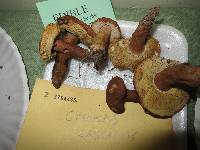 Gyroporus castaneus image