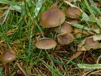 Psilocybe stuntzii image