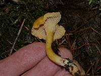 Cantharellus formosus image