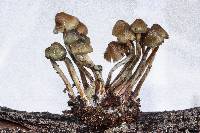 Psilocybe pelliculosa image