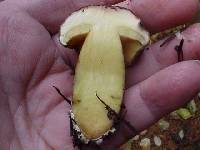 Boletus zelleri image