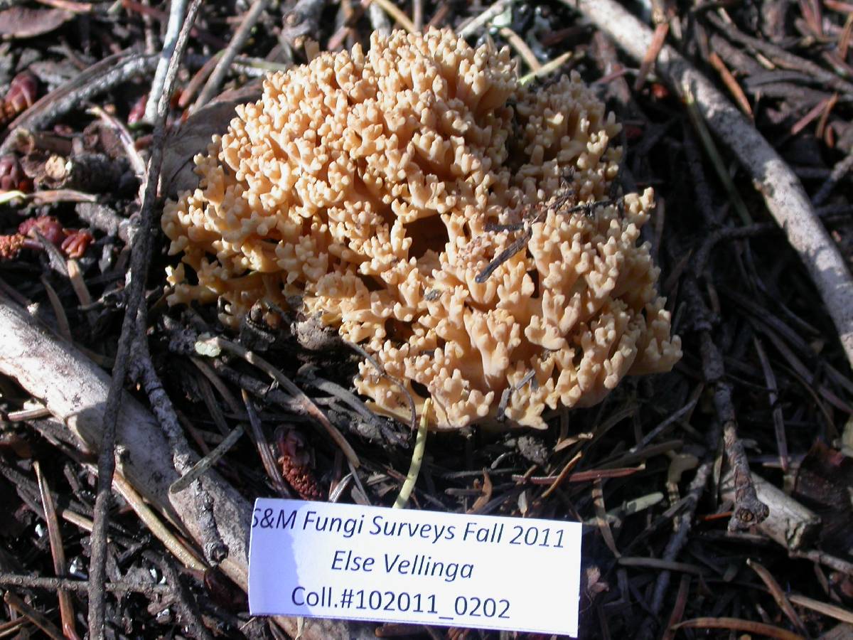 Ramaria caulifloriformis image