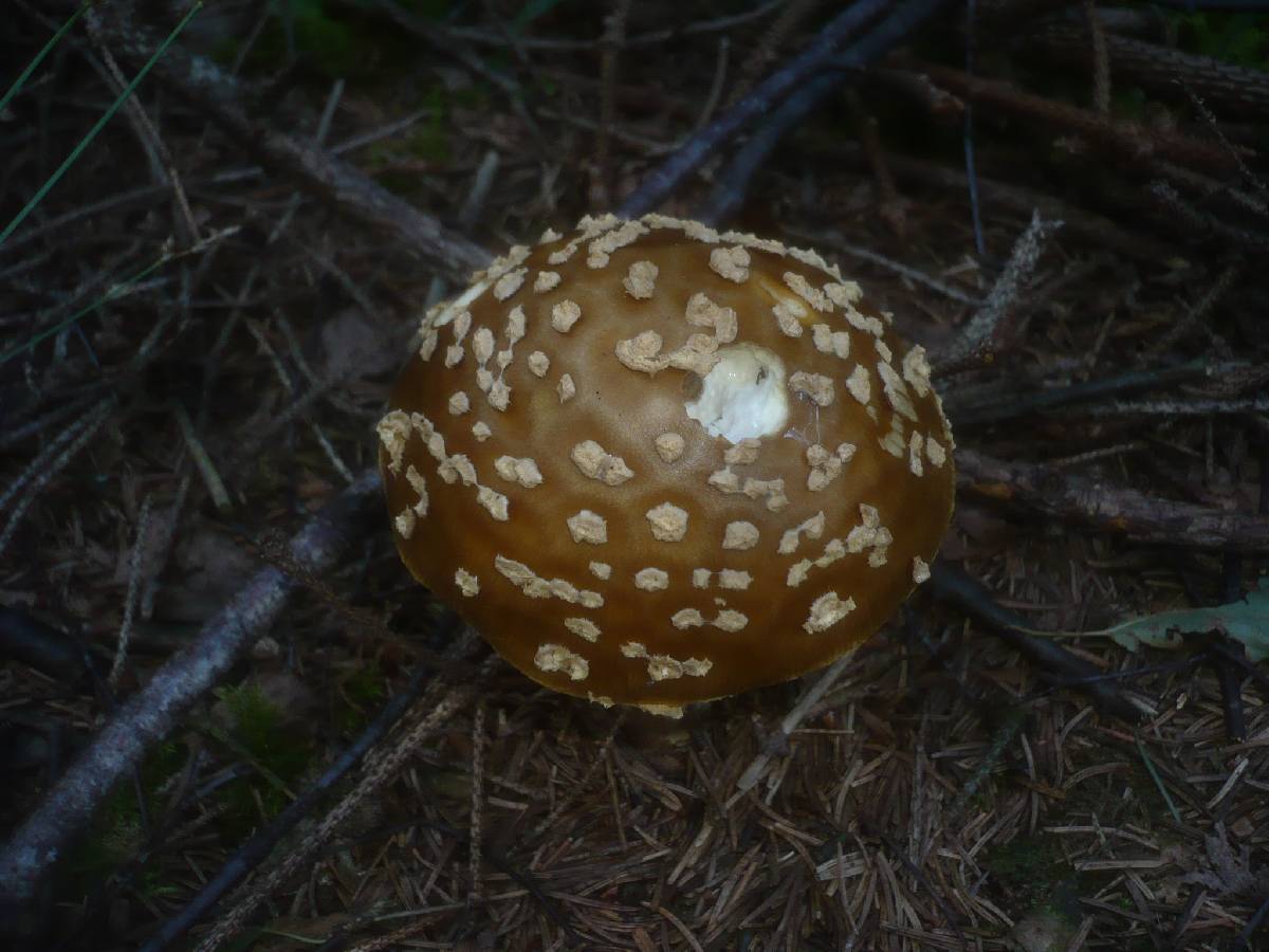 Amanita regalis image