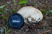 Calvatia cyathiformis image