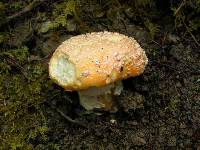 Amanita aprica image