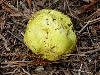 Truncocolumella citrina image