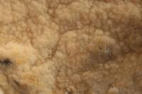 Hyphoderma setigerum image