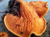 Hygrophoropsis aurantiaca image