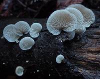 Crepidotus applanatus image