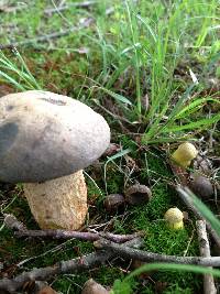 Retiboletus griseus image