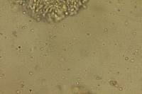 Floccularia luteovirens image